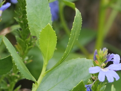 Scaevola nitida