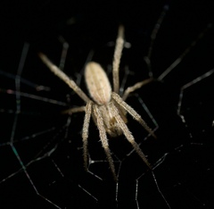 Larinia