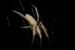 Larinia