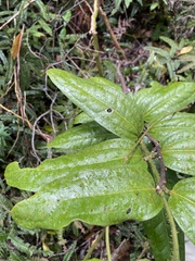 Ripogonum discolor