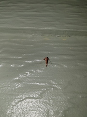 Caloptilia xanthopharella