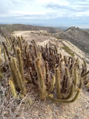 Bergerocactus emoryi