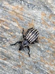 Lyperobius hudsoni