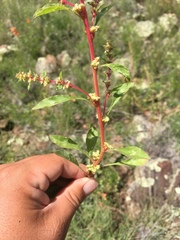 Amaranthus torreyi