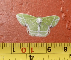 Protuliocnemis castalaria