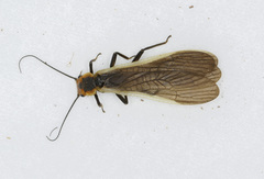 Perloidea