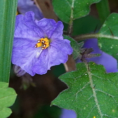 Solanum pungetium