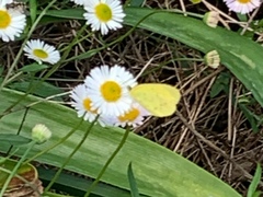 Eurema smilax