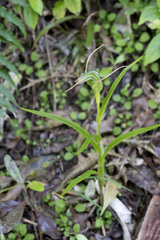 Pterostylis banksii