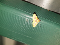 Conogethes haemactalis