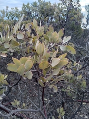 Arctostaphylos glandulosa