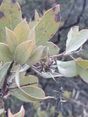 Arctostaphylos glandulosa