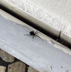 Latrodectus mactans