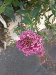 Centranthus ruber