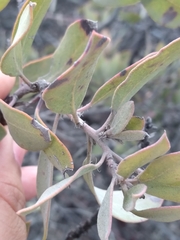 Arctostaphylos glandulosa