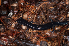 Plethodon