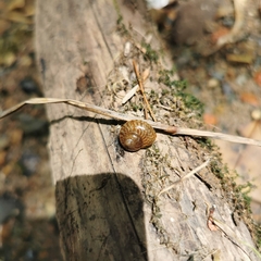 Cyclophorus martensianus