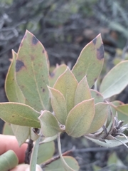 Arctostaphylos glandulosa