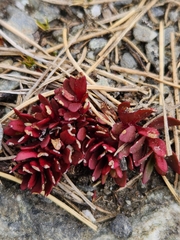 Epilobium tasmanicum