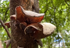 Auricularia cornea