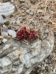 Epilobium tasmanicum