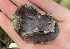 Auricularia cornea