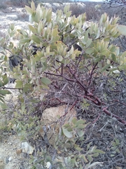 Arctostaphylos glandulosa