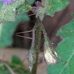 Solanum pungetium