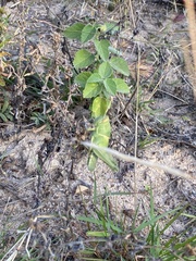 Cyrtacanthacris tatarica