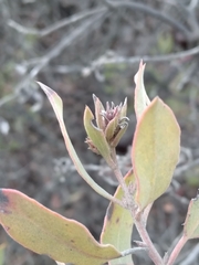 Arctostaphylos glandulosa