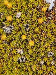 Dracophyllum muscoides