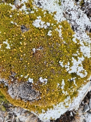 Dracophyllum muscoides