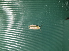 Earias huegeliana