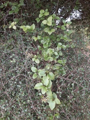 Clematis