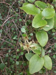 Clematis