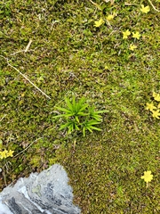 Dolichoglottis lyallii