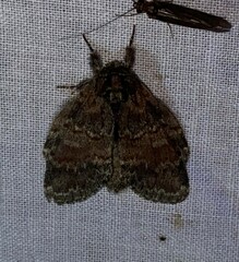 Peridea bordeloni