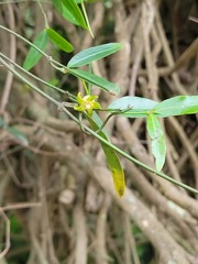 Secamone gerrardii
