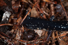 Plethodon