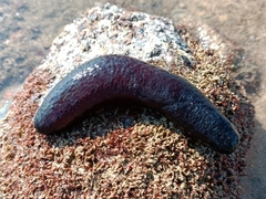 Holothuria atra