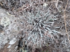Dudleya attenuata