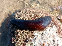 Holothuria atra