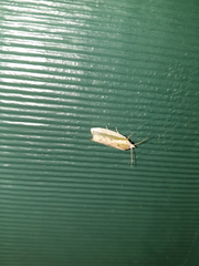Earias huegeliana