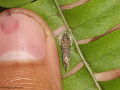 Acrolophinae