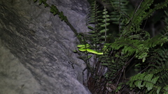 Trimeresurus albolabris