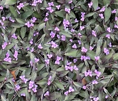 Tradescantia pallida
