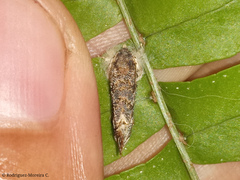 Acrolophinae