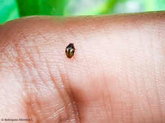 Diomus tucumanus