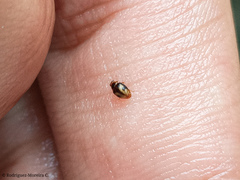 Diomus tucumanus