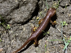 Taricha torosa